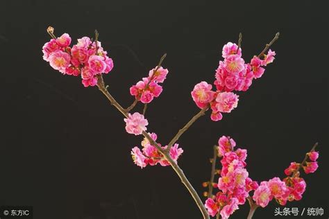 梅花風水|梅花風水：旺財有道